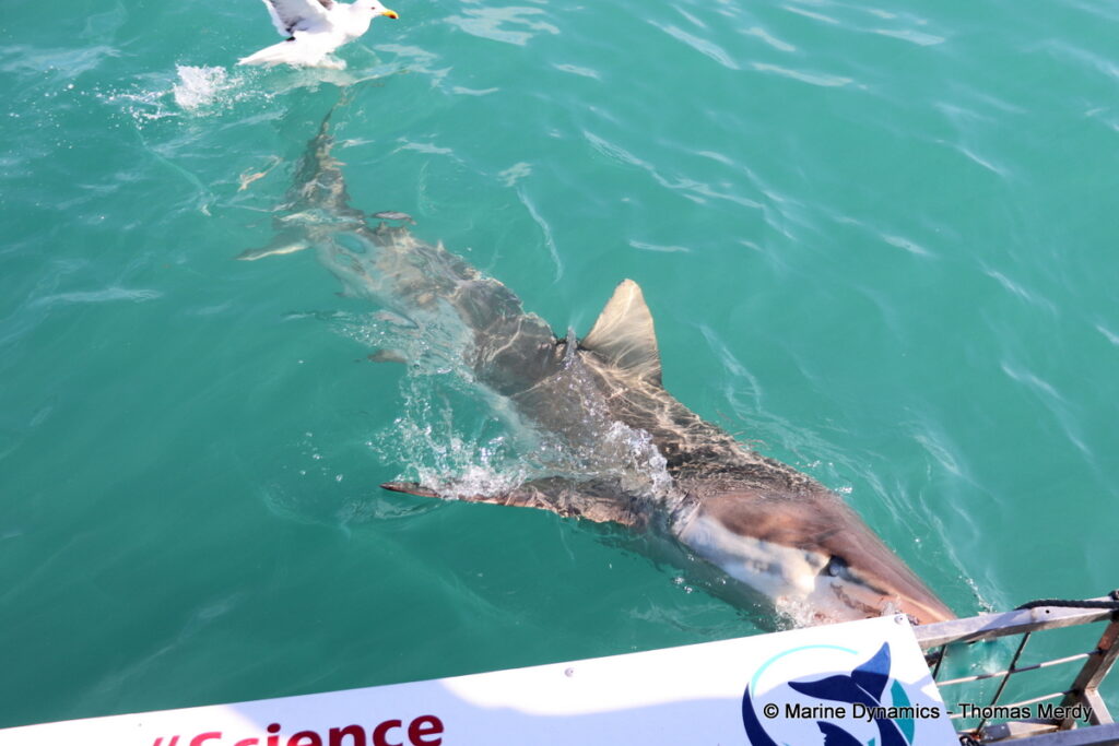 Shark cage diving, South Africa, Gansbaai