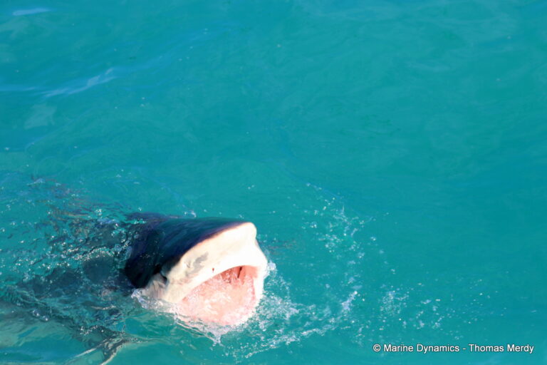 Shark cage diving, South Africa, Gansbaai