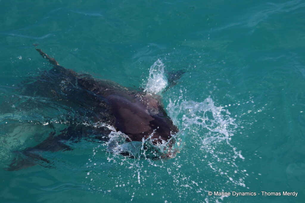 Shark cage diving, South Africa, Gansbaai