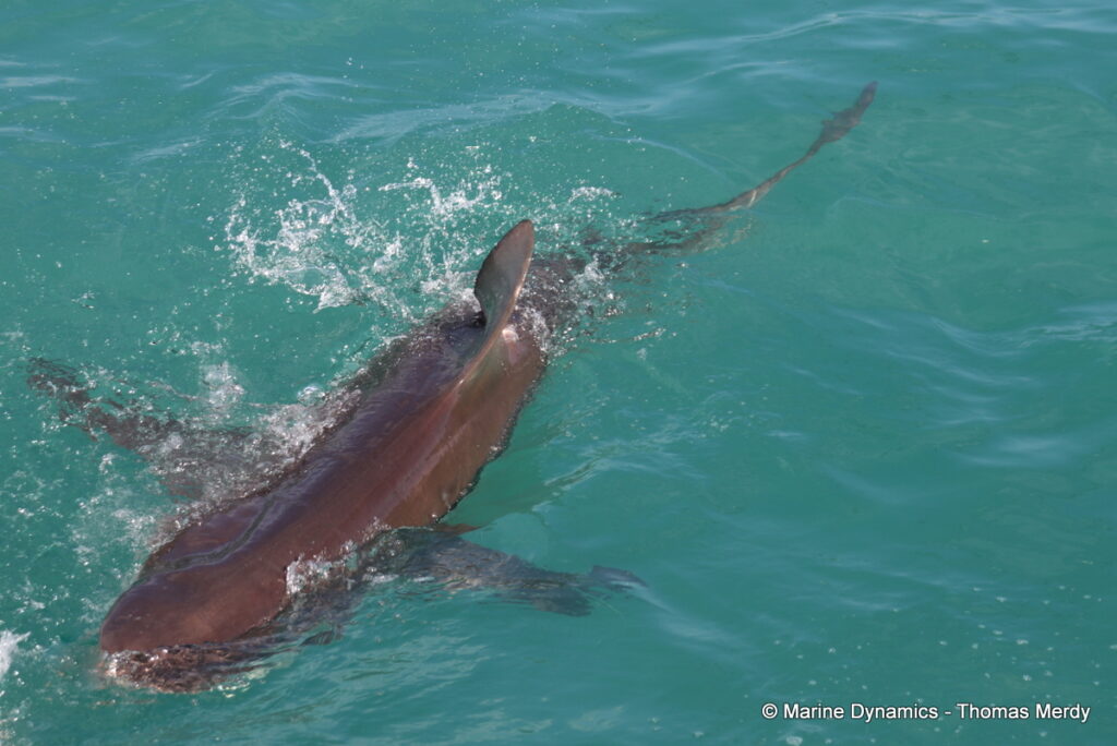 Shark cage diving, South Africa, Gansbaai