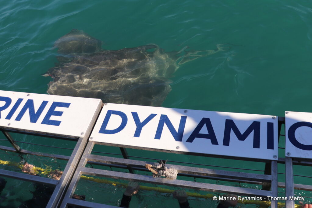 Shark cage diving, South Africa, Gansbaai