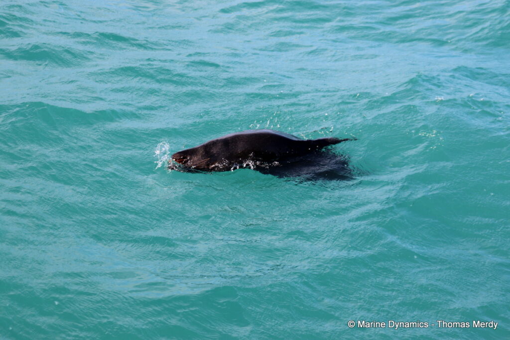 Shark cage diving, South Africa, Gansbaai