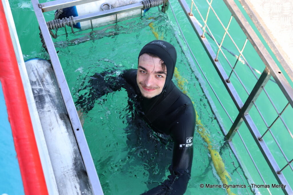 Shark cage diving, South Africa, Gansbaai