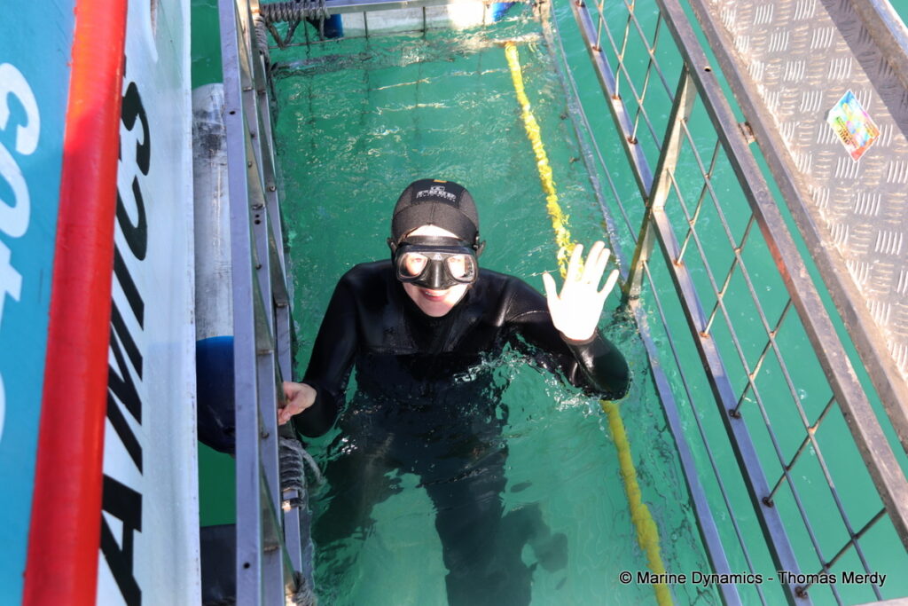 Shark cage diving, South Africa, Gansbaai