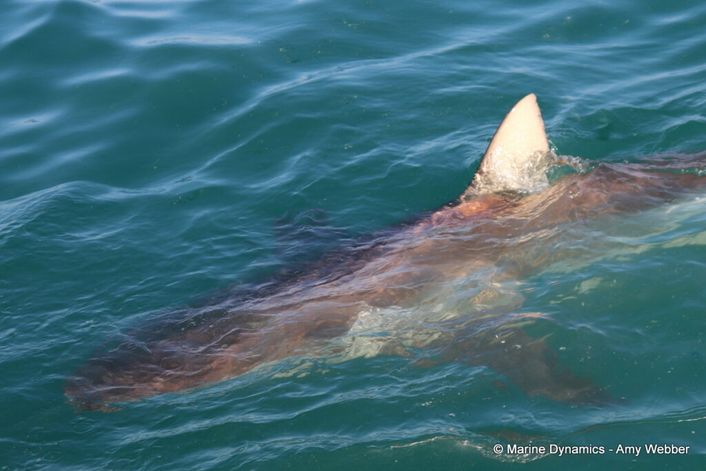 Shark cage diving, Gansbaai, South Africa
