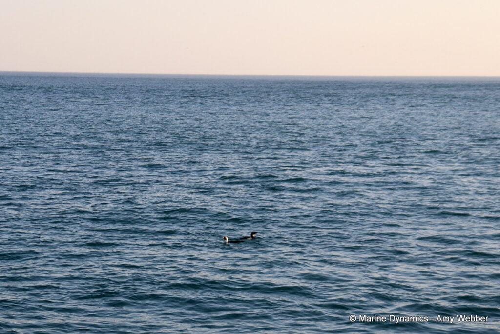 Shark cage diving, Gansbaai, South Africa