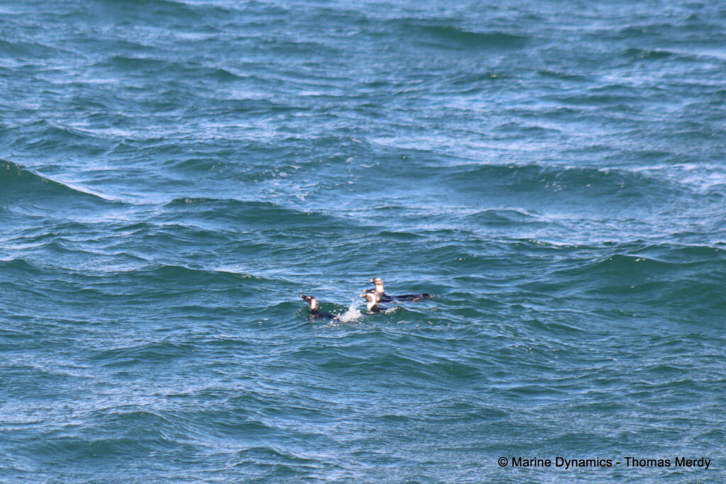 Shark cage diving, South Africa, Gansbaai