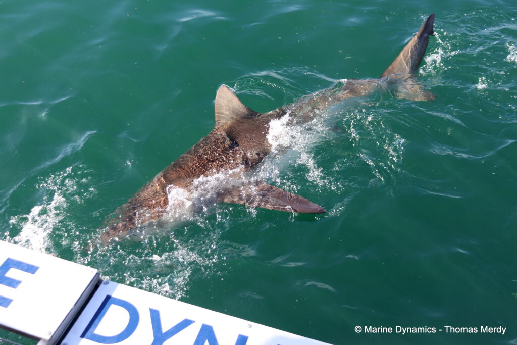 Shark cage diving, South Africa, Gansbaai
