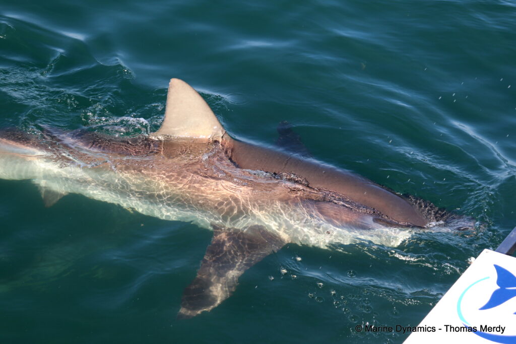 Shark cage diving, South Africa, Gansbaai