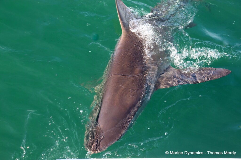Shark cage diving, South Africa, Gansbaai