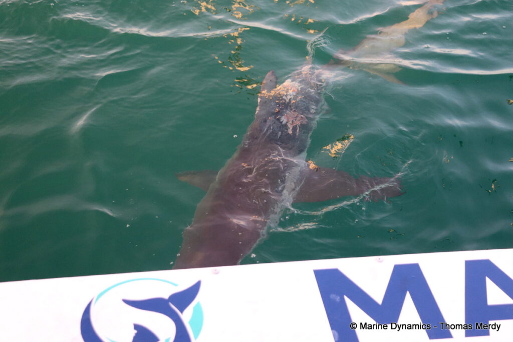 Shark cage diving, South Africa, Gansbaai