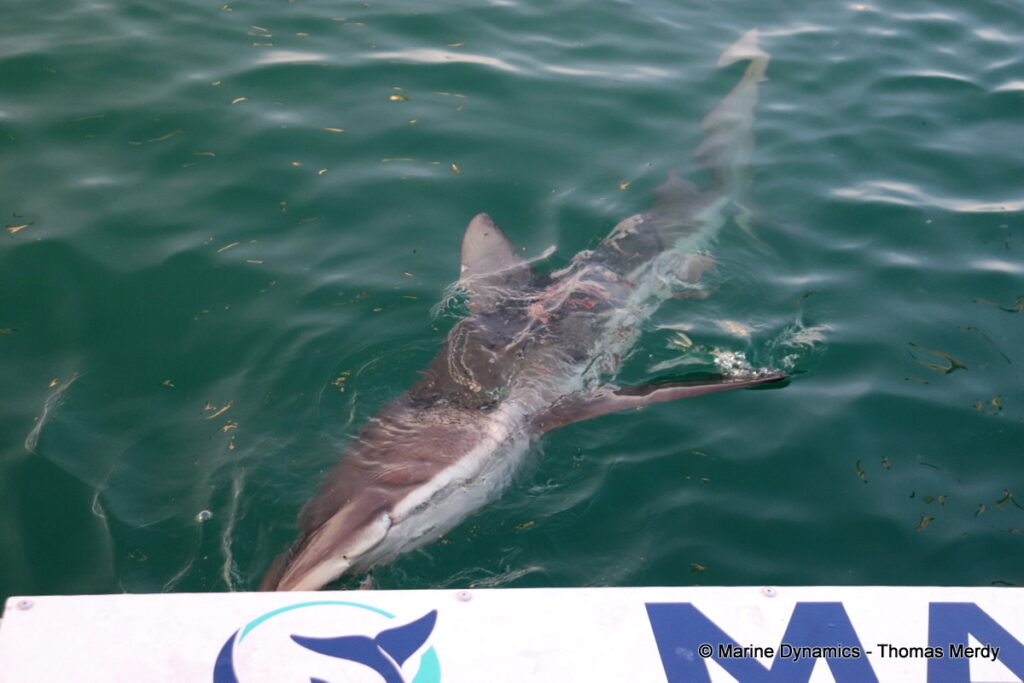 Shark cage diving, South Africa, Gansbaai