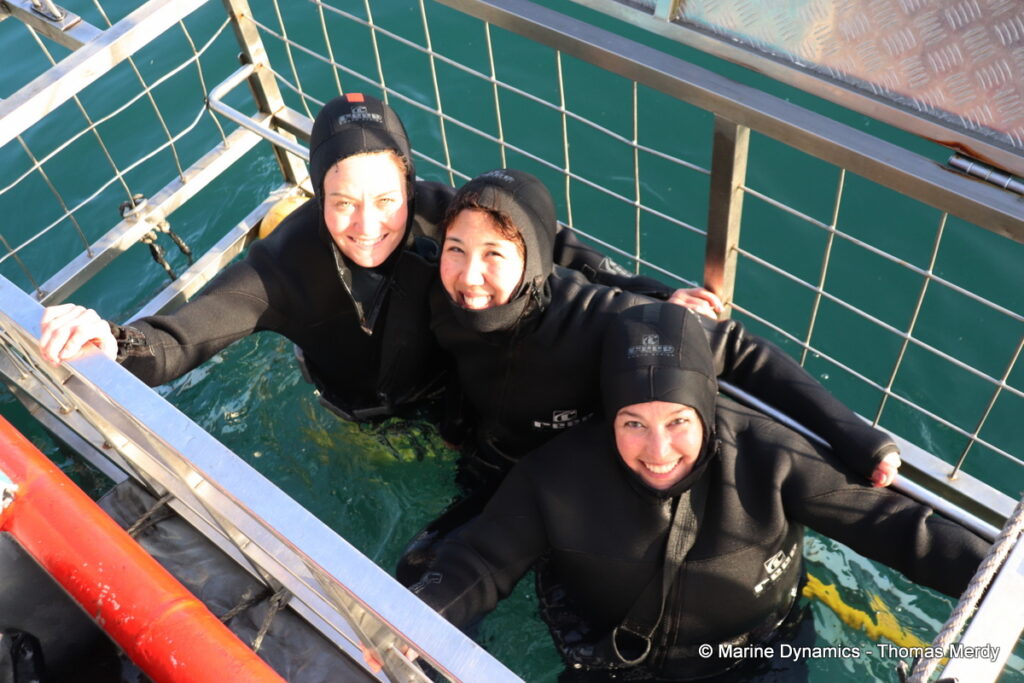 Shark cage diving, South Africa, Gansbaai
