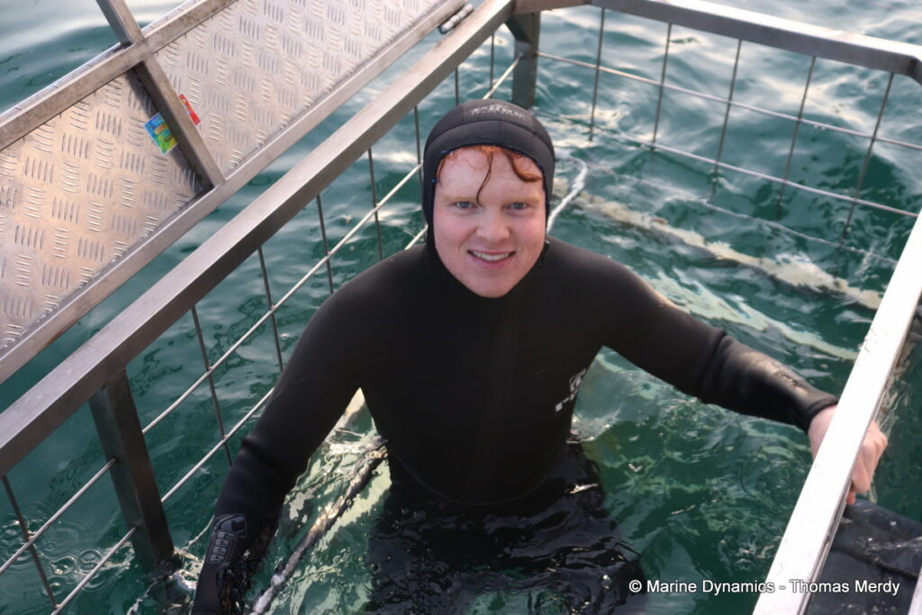 Shark cage diving, South Africa, Gansbaai