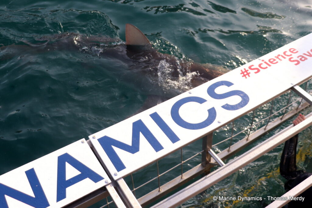 Shark cage diving, South Africa, Gansbaai