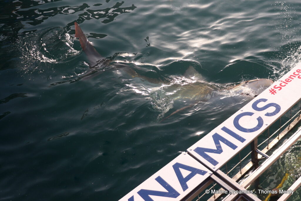 Shark cage diving, South Africa, Gansbaai