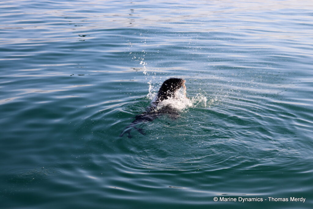 Shark cage diving, South Africa, Gansbaai