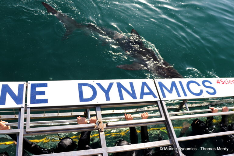 Shark cage diving, South Africa, Gansbaai