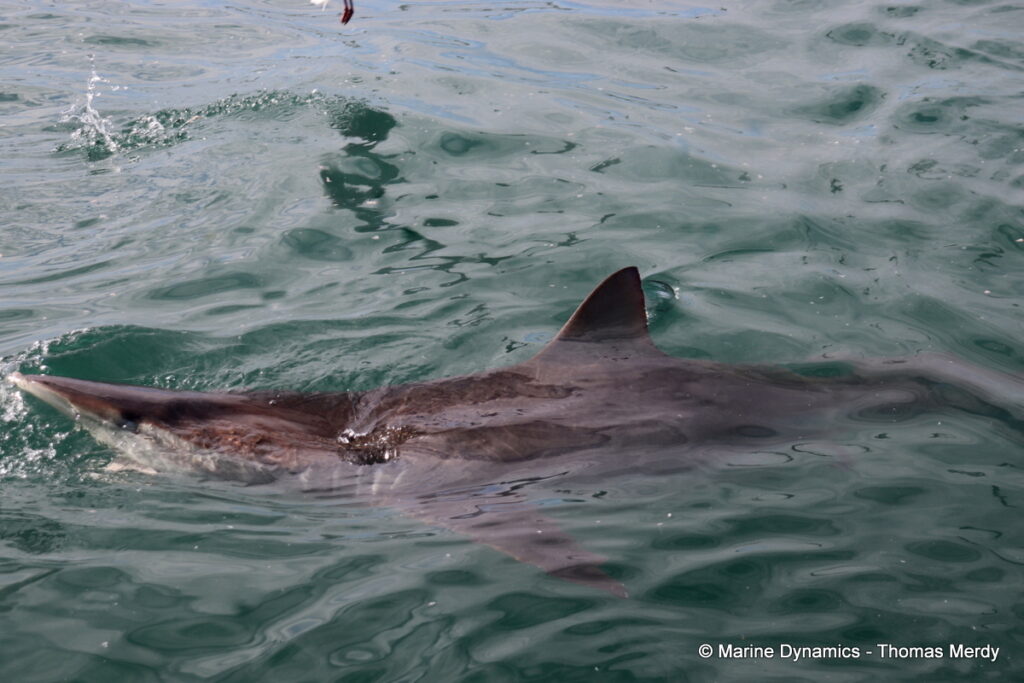 Shark cage diving, South Africa, Gansbaai
