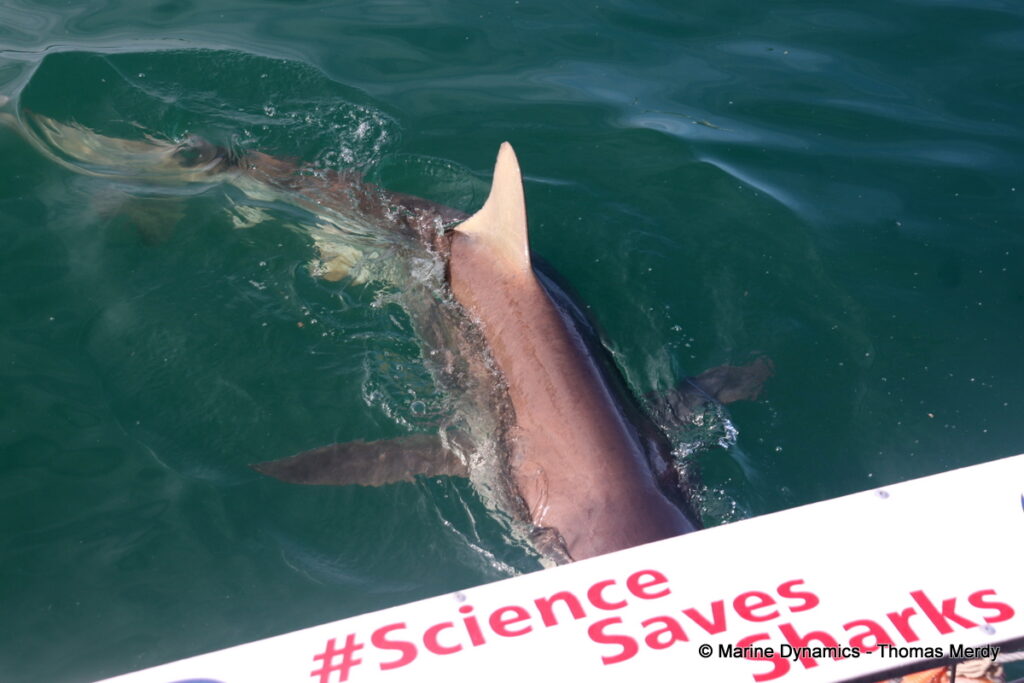 Shark cage diving, South Africa, Gansbaai