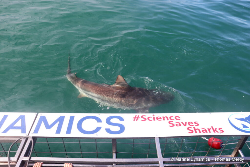 Shark cage diving, South Africa, Gansbaai