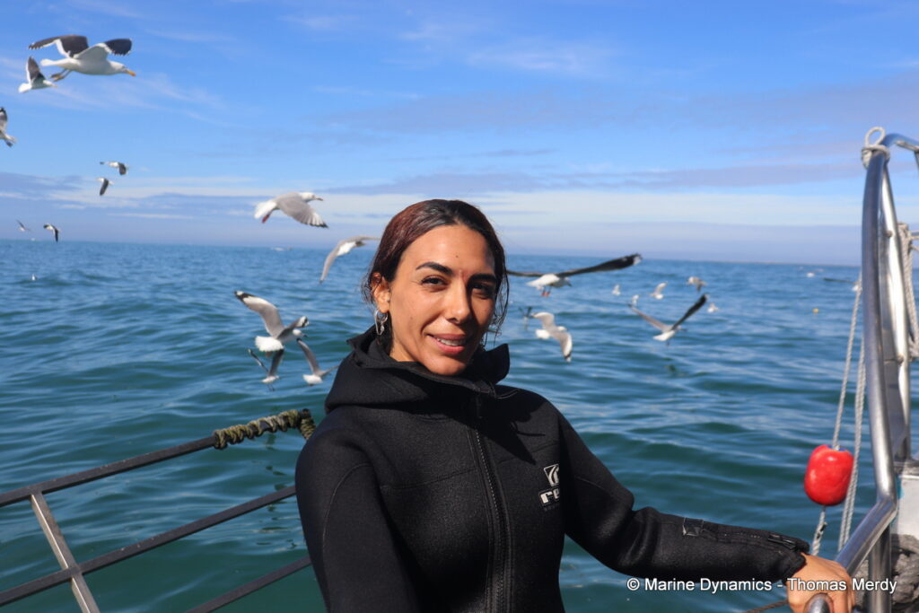 Shark cage diving, South Africa, Gansbaai