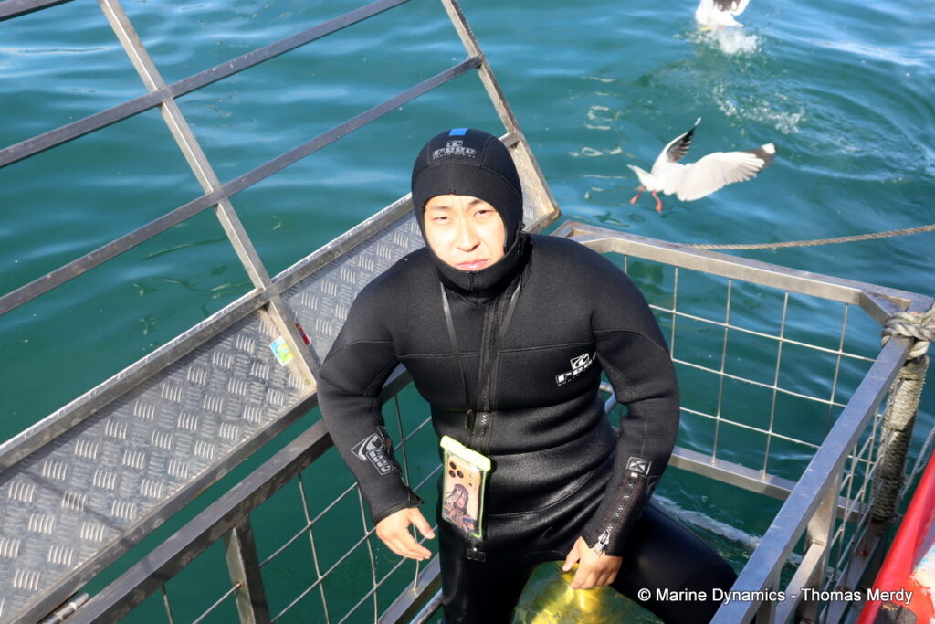 Shark cage diving, South Africa, Gansbaai