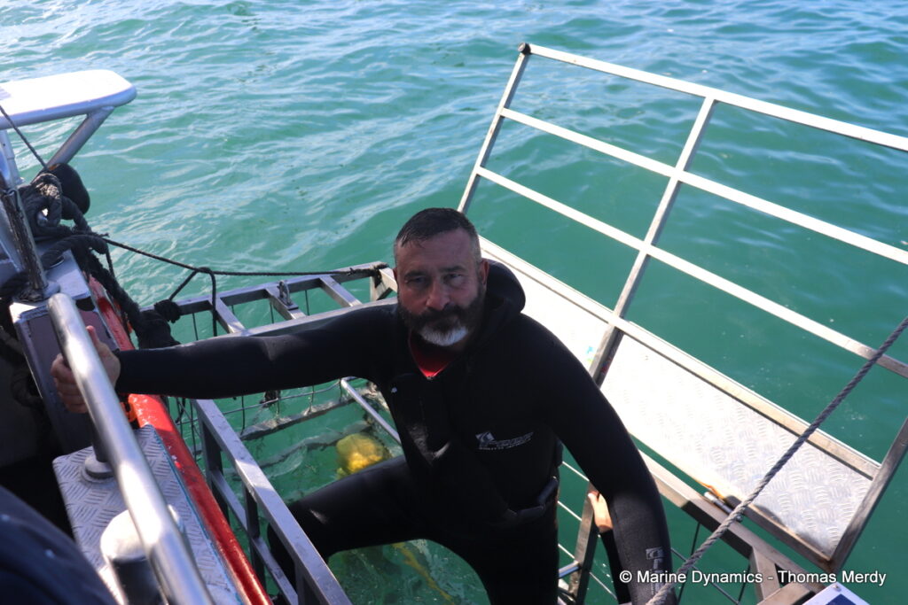 Shark cage diving, South Africa, Gansbaai