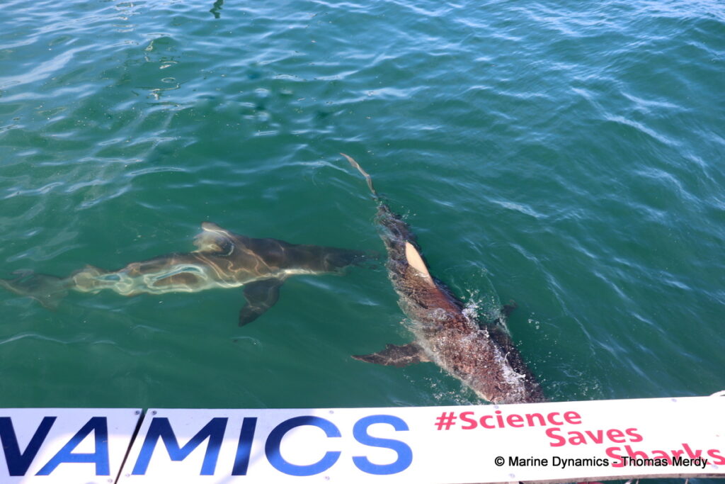 Shark cage diving, South Africa, Gansbaai