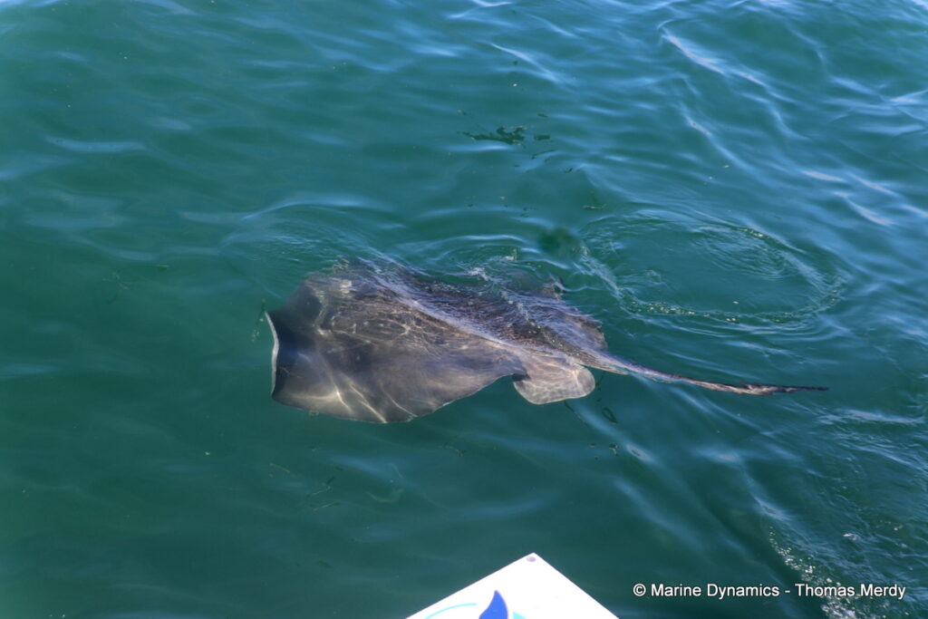 Shark cage diving, South Africa, Gansbaai