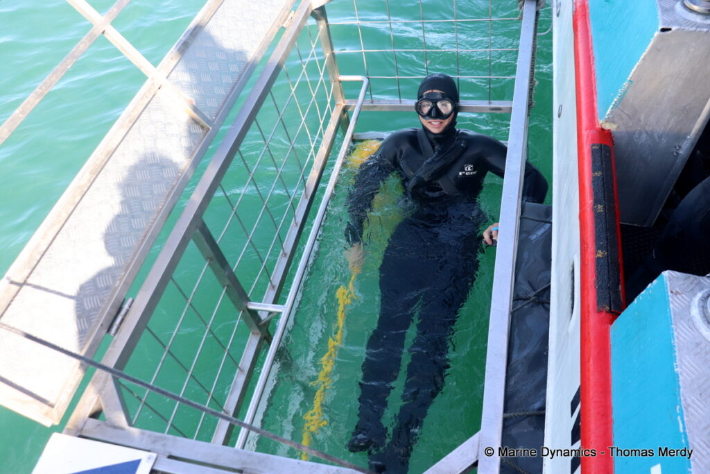 Shark cage diving, South Africa, Gansbaai