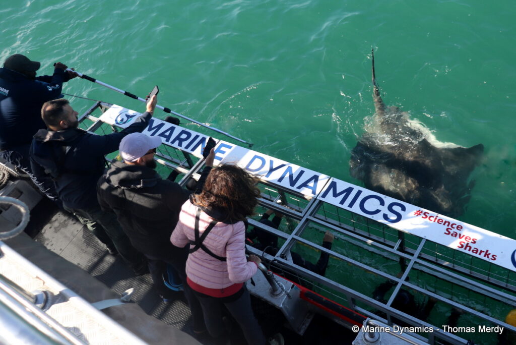 Shark cage diving, South Africa, Gansbaai