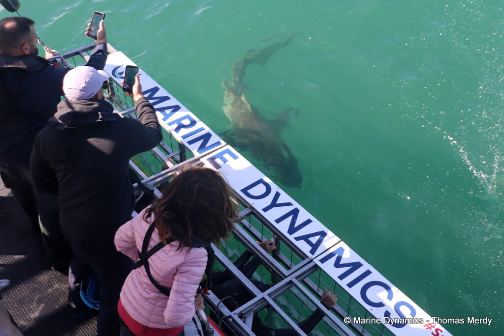 Shark cage diving, South Africa, Gansbaai
