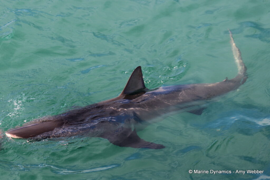 Shark cage diving, Gansbaai, South Africa