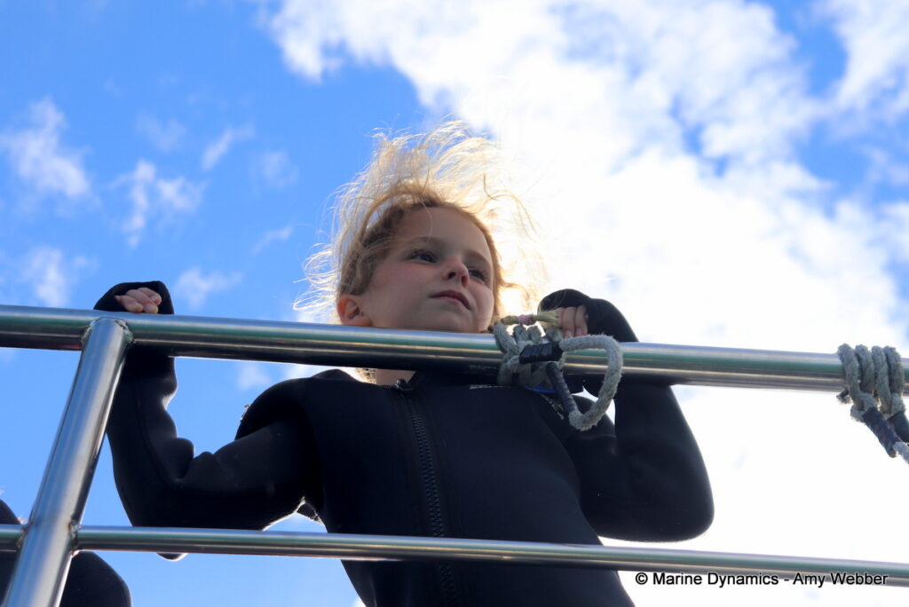 Shark cage diving, Gansbaai, South Africa