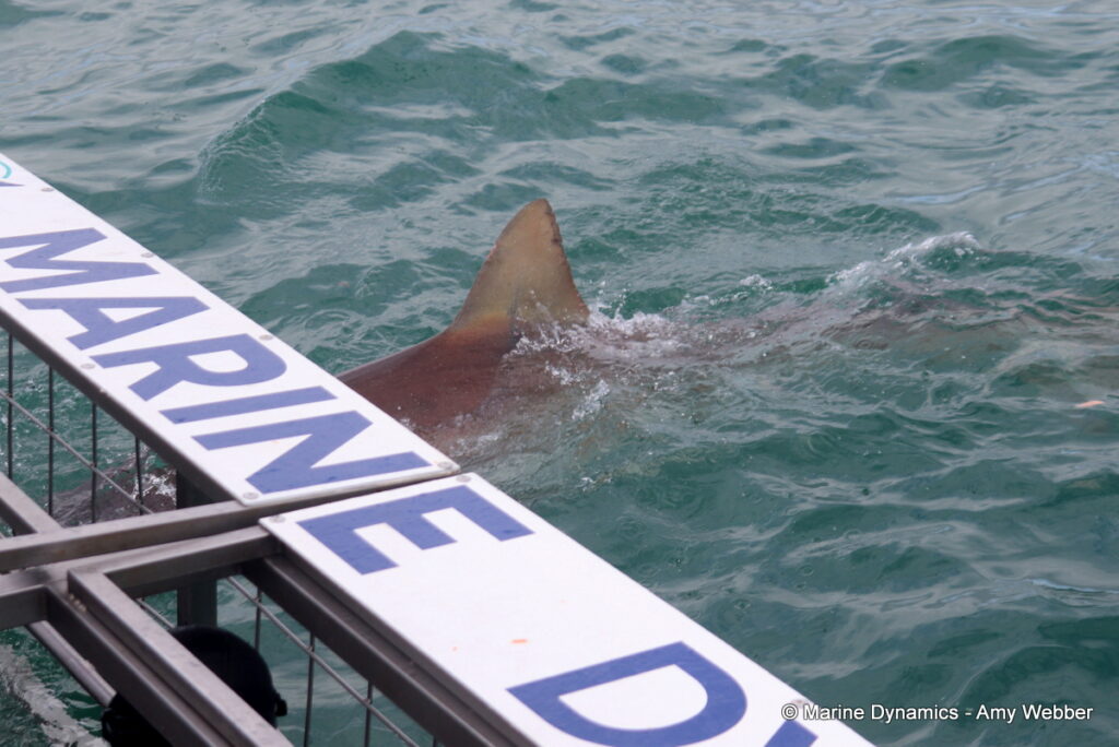 Shark cage diving, Gansbaai, South Africa