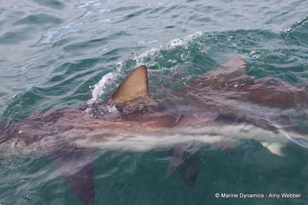 Shark cage diving, Gansbaai, South Africa