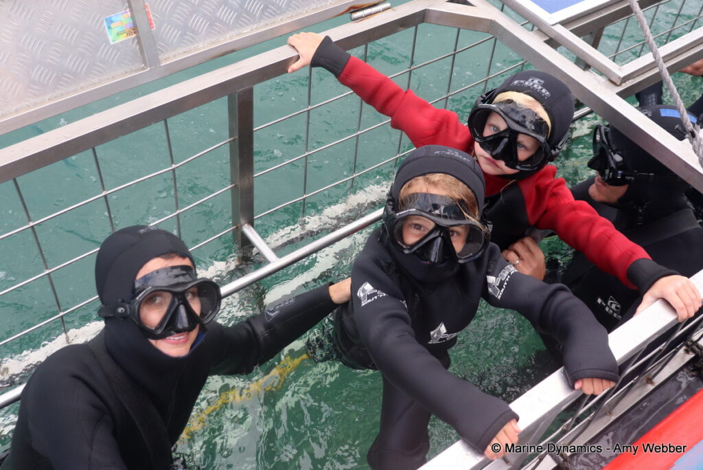 Shark cage diving, Gansbaai, South Africa
