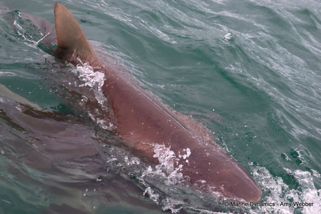 Shark cage diving, Gansbaai, South Africa