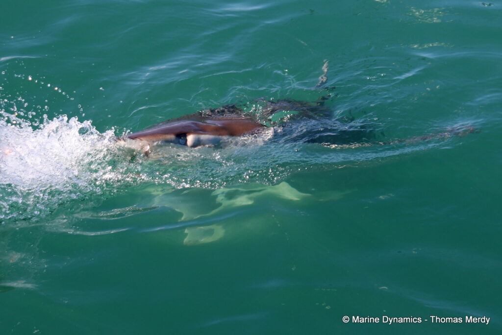 Shark cage diving, South Africa, Gansbaai