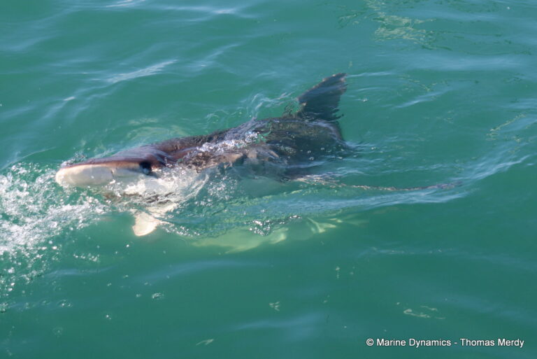 Shark cage diving, South Africa, Gansbaai