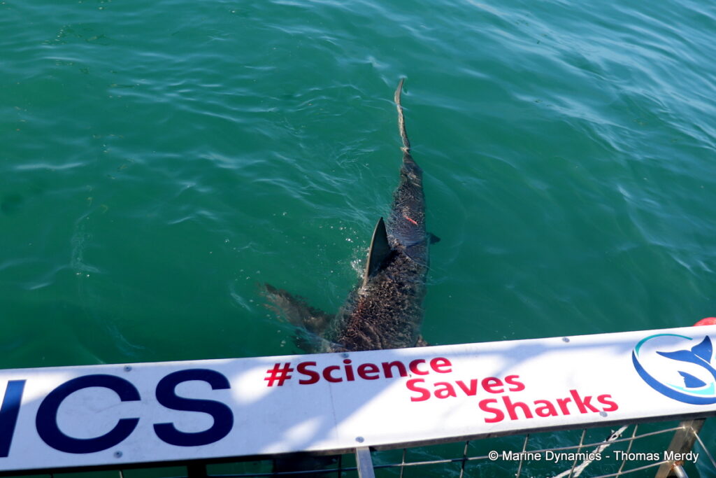 Shark cage diving, South Africa, Gansbaai