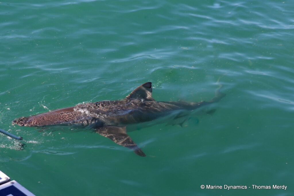 Shark cage diving, South Africa, Gansbaai