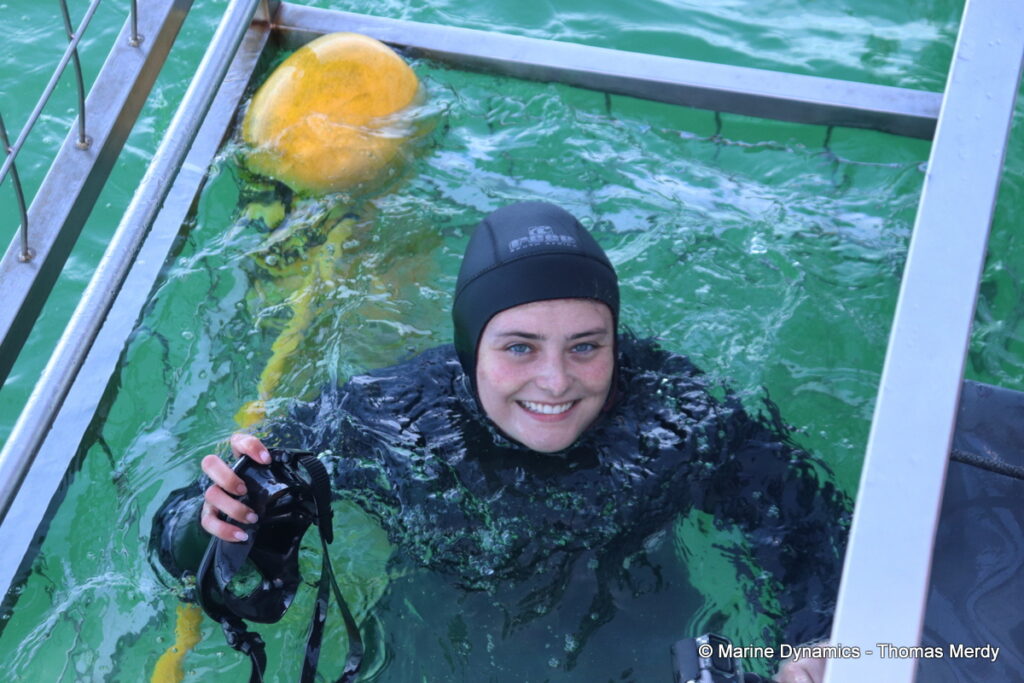 Shark cage diving, South Africa, Gansbaai