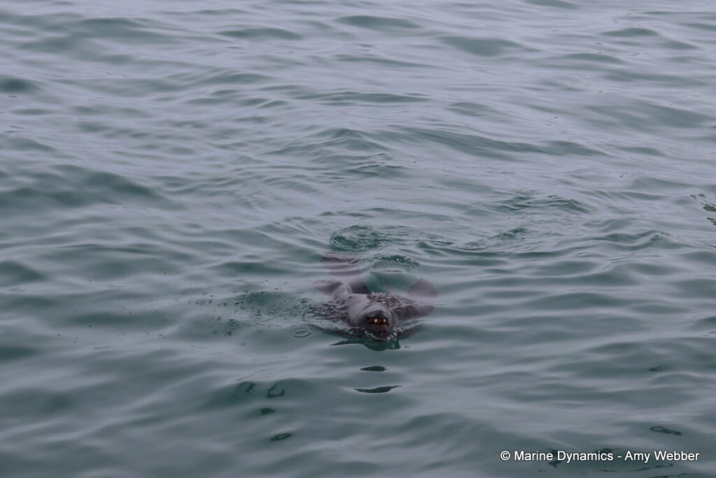 Shark cage diving, Gansbaai, South Africa