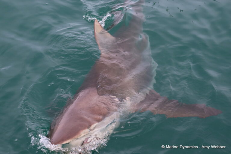 Shark cage diving, Gansbaai, South Africa