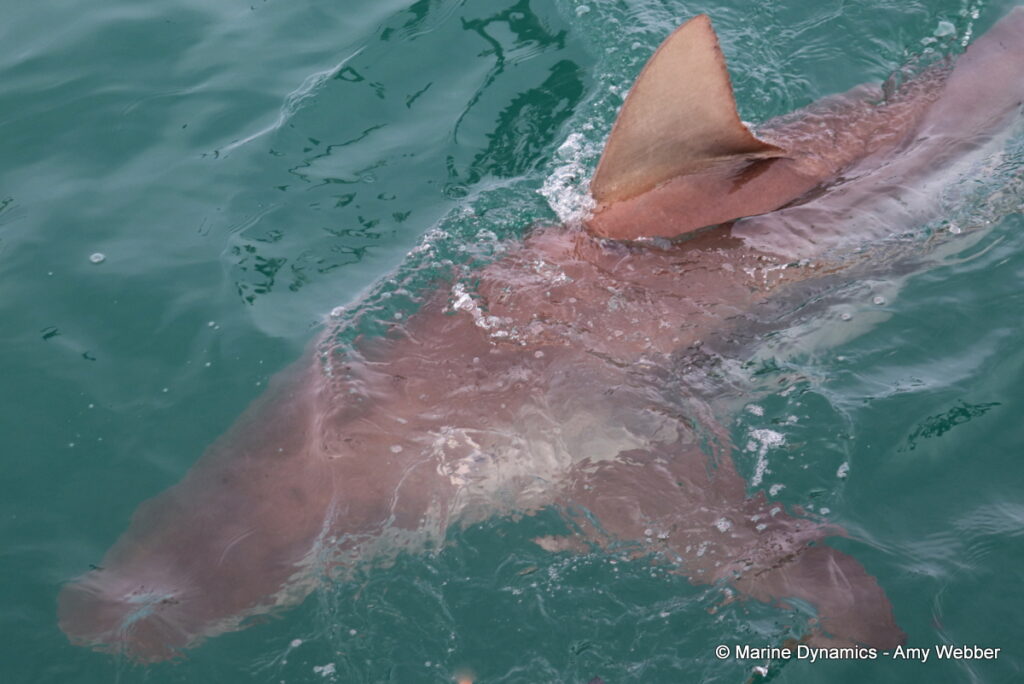 Shark cage diving, Gansbaai, South Africa