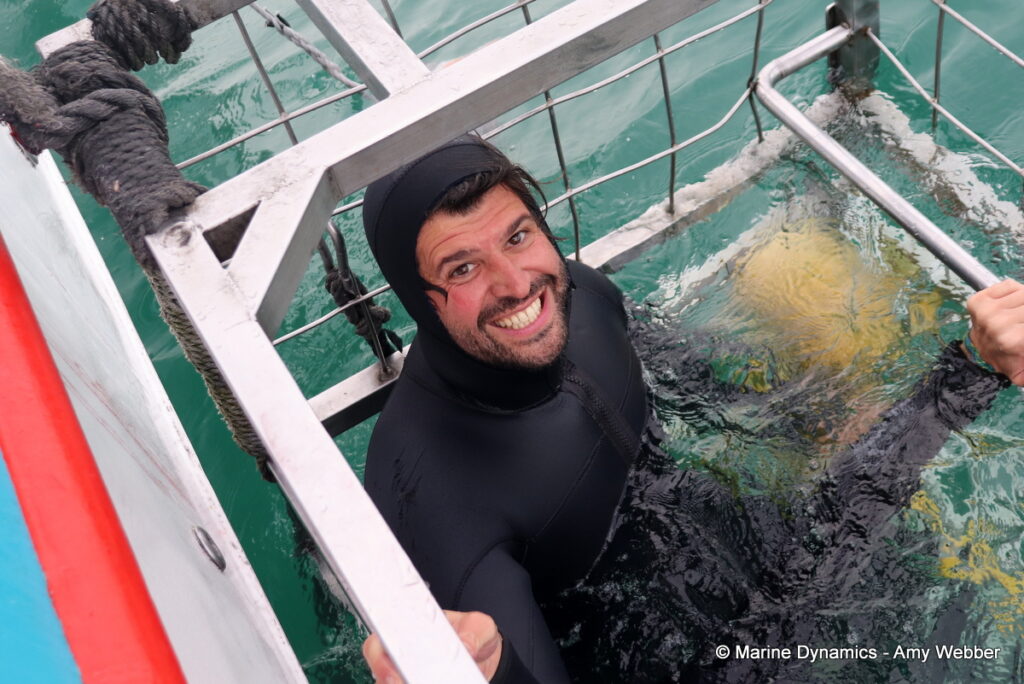 Shark cage diving, Gansbaai, South Africa
