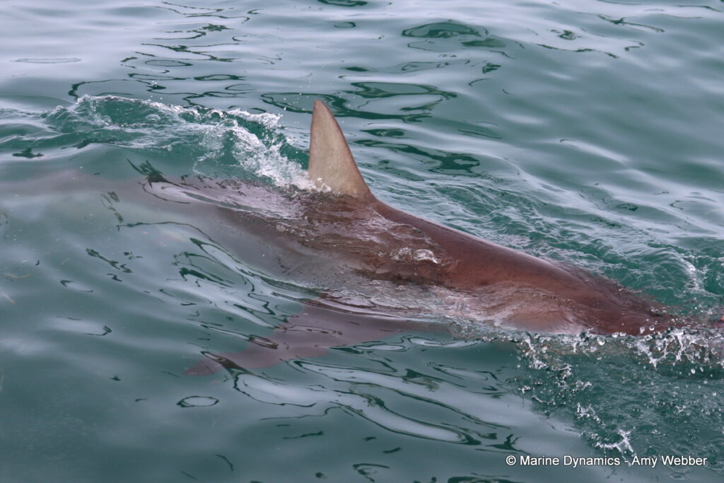 Shark cage diving, Gansbaai, South Africa