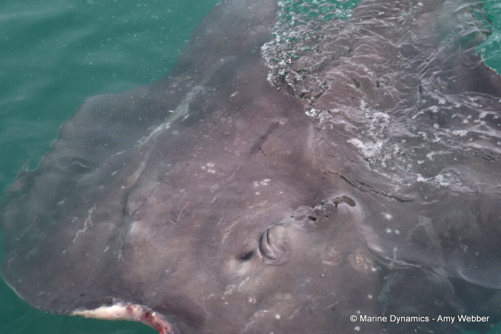 Shark cage diving, Gansbaai, South Africa